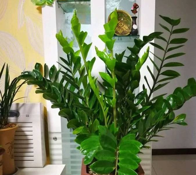 原创初春客厅里养花选这6种摇钱树即旺财又旺家太值了