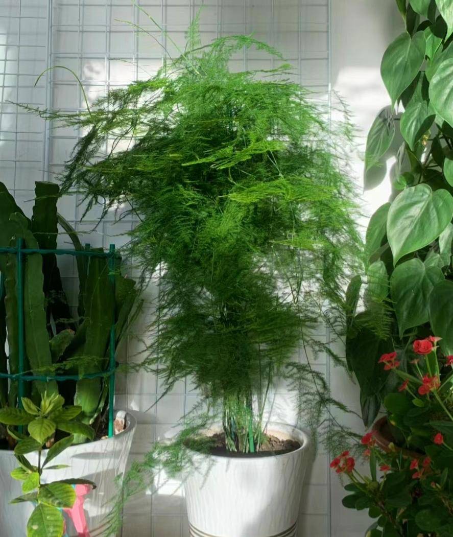 家里养了30年的文竹太壮观了