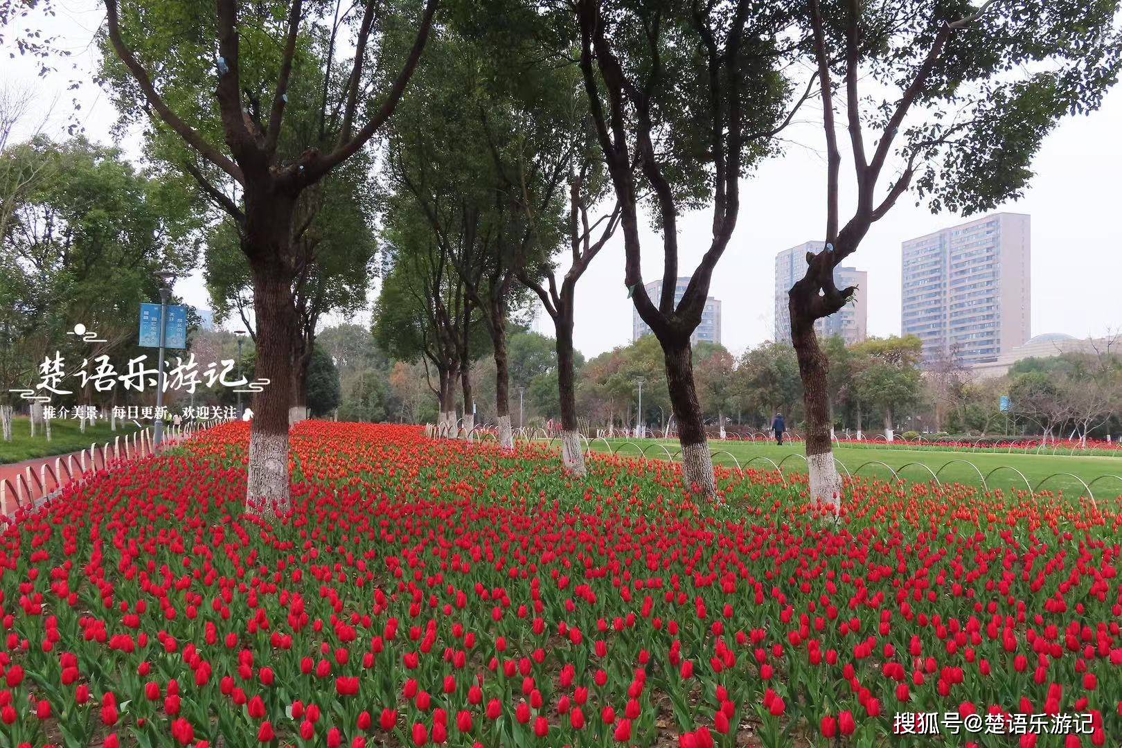 原创宁波南部商务区汇聚6处花海郁金香和油菜花各有亮点早樱更美