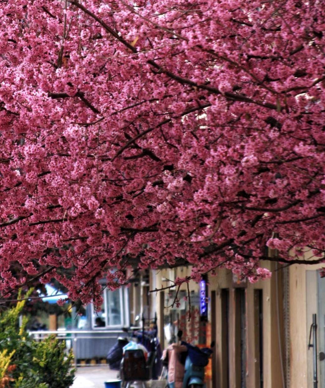 云南樱花美不胜收