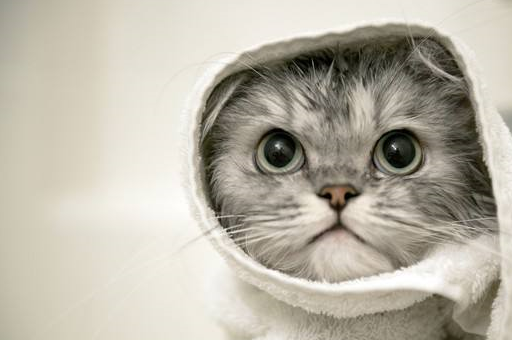 瞳孔放大:经常逗猫都知道,猫发动攻击的几个动物,一是屁股不停的左右