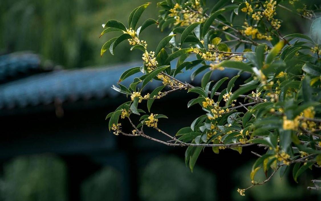 原创李叔砍掉了他家院子里茂盛的桂花树为什么院子里不能种桂花树