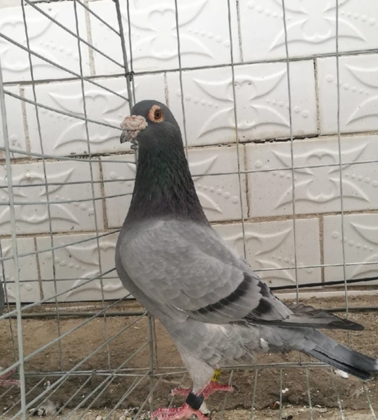 原创人用药治信鸽常见病省钱又实惠