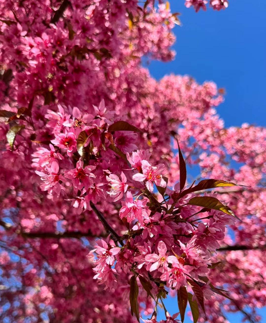 另有一个单瓣品种高盆樱,又名冬樱花,冬海棠,花型单瓣简约,像桃花又像