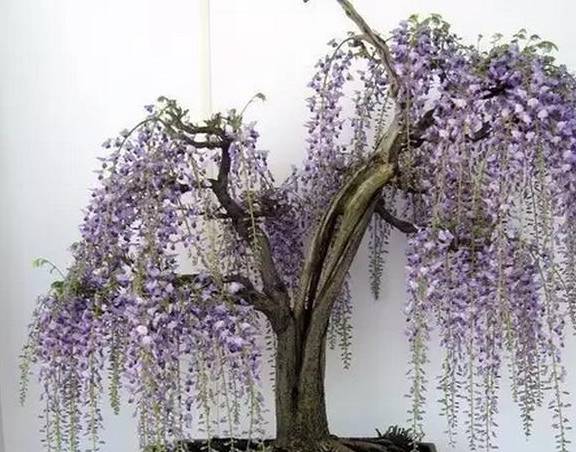 又到紫藤吐艳时作为蔓木4品之一紫藤盆景评价极高