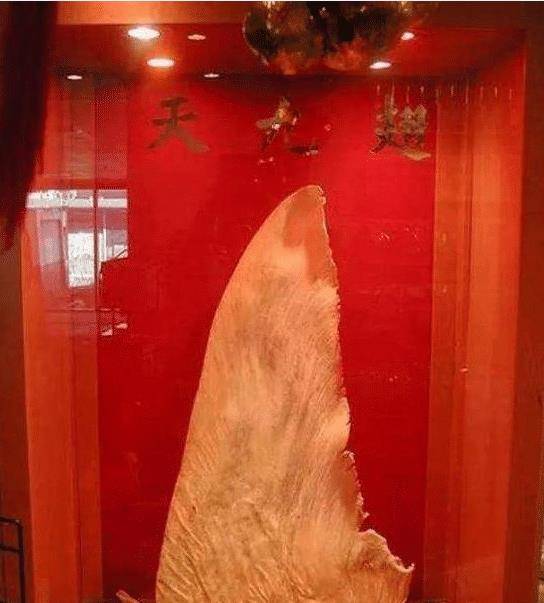 原创导演借来顶级鱼翅演员以为只是道具结果一口下去吃掉了80万