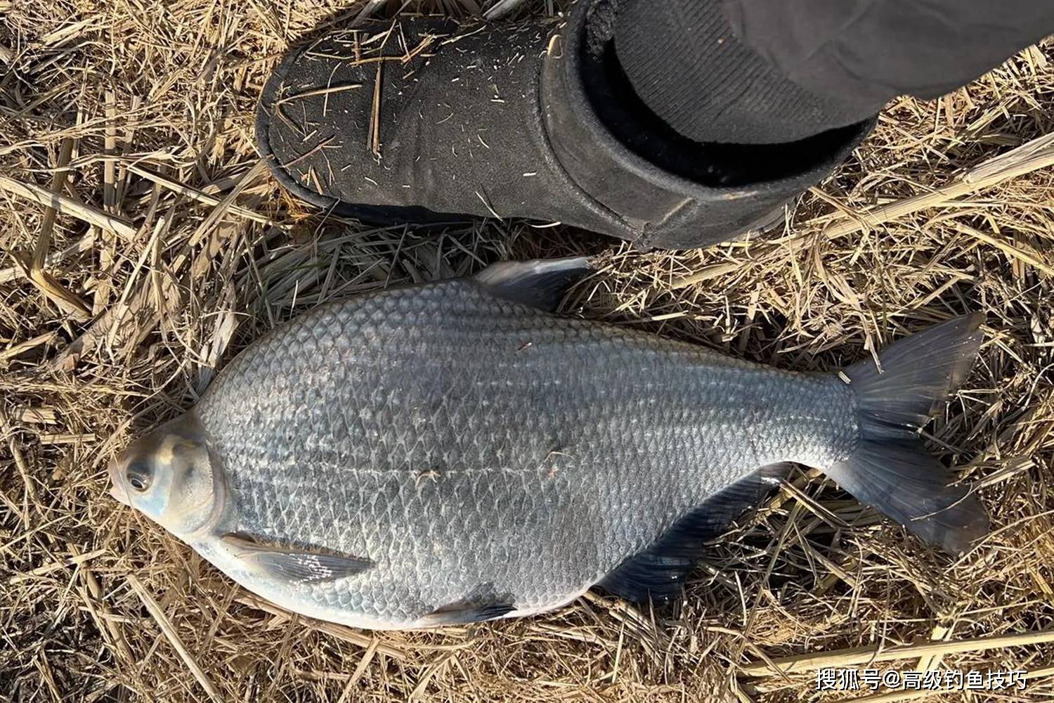 开春钓鳊鱼的4个技巧,体验钓鳊鱼疯狂连竿