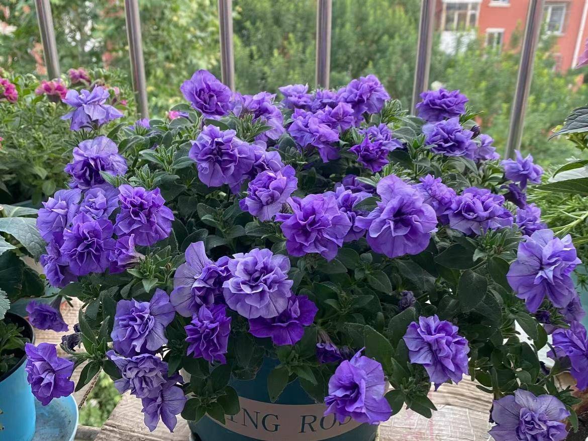 7,重瓣矮牵牛天竺葵,植株中等,适合阳台和窗台盆栽,它的花朵和花型都