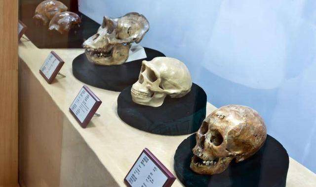 北京猿人头骨牙齿是人类身上最坚硬的部分,人死之后除骨骼和牙齿