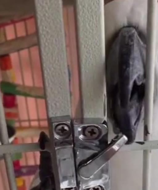 鸟笼_孩子_的能力