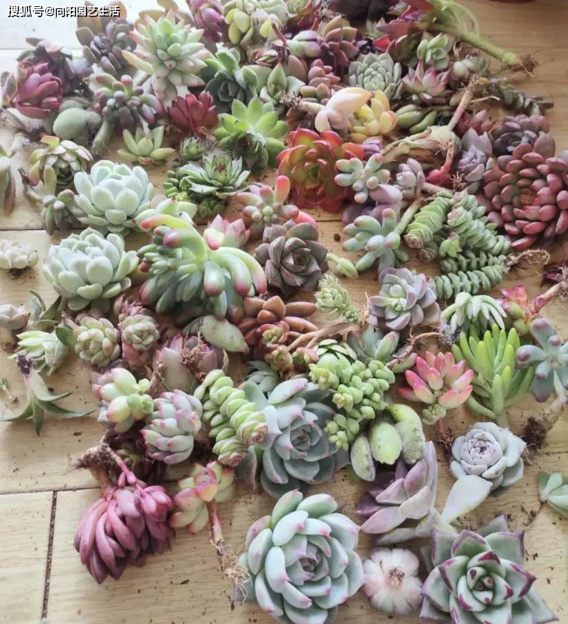 花盆里_养护_根系