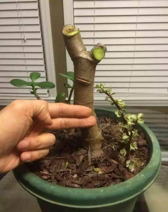 原创玉树想值钱全靠会修剪长成百年大老树就靠3个要点