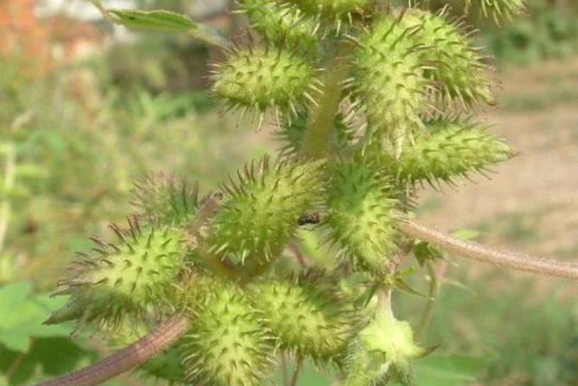 来自末代太监的口述晚上伺候嫔妃时鞋里都需放一个苍耳