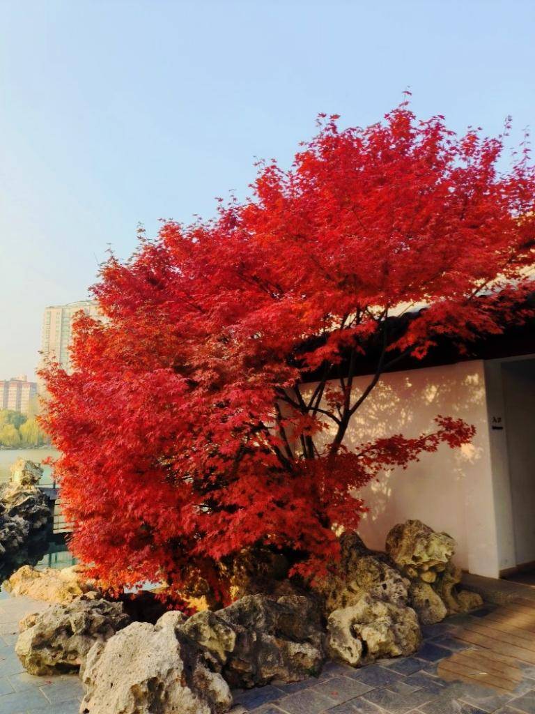 北京最红的红枫树在哪里_www_html_http
