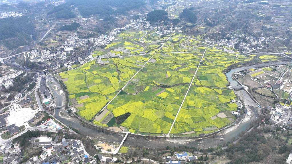 市县两级联动报道②丨开阳县禾丰乡金色花海开出新花样