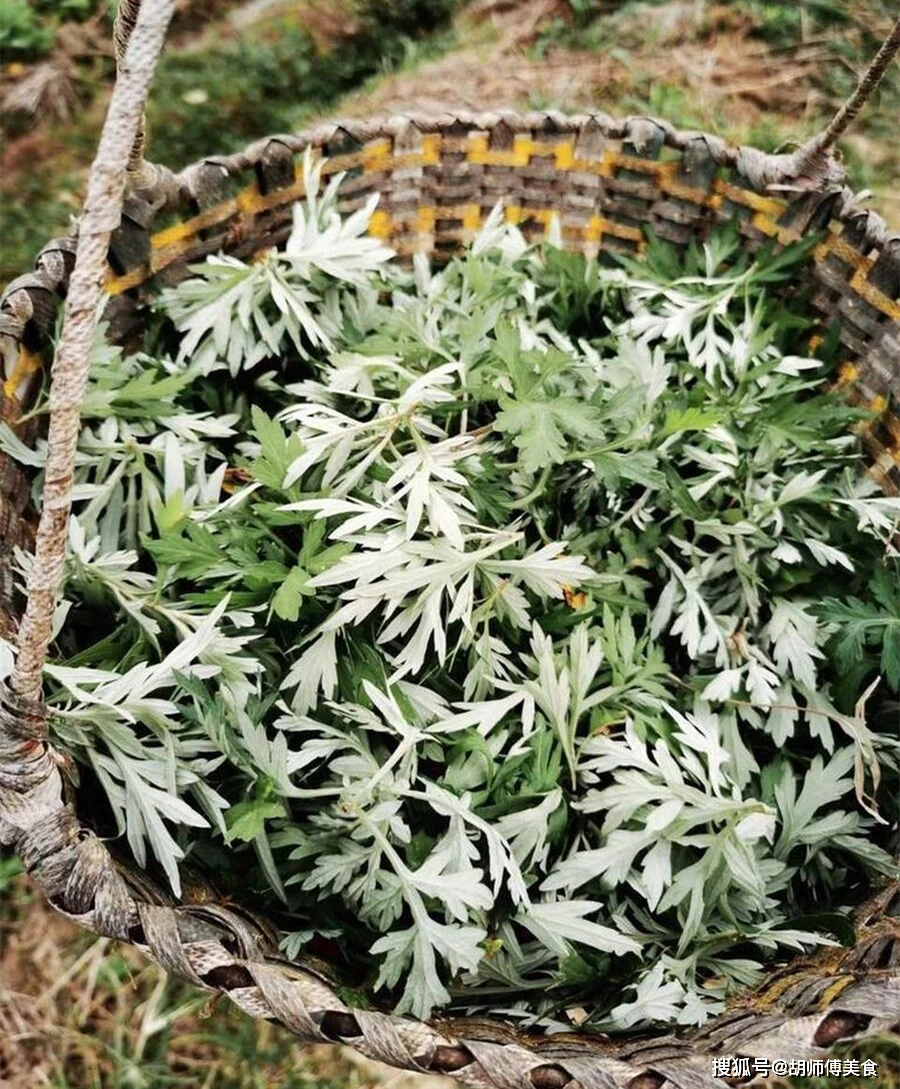 原创春天吃一草百岁不显老这1草指啥现在正当季别不懂吃