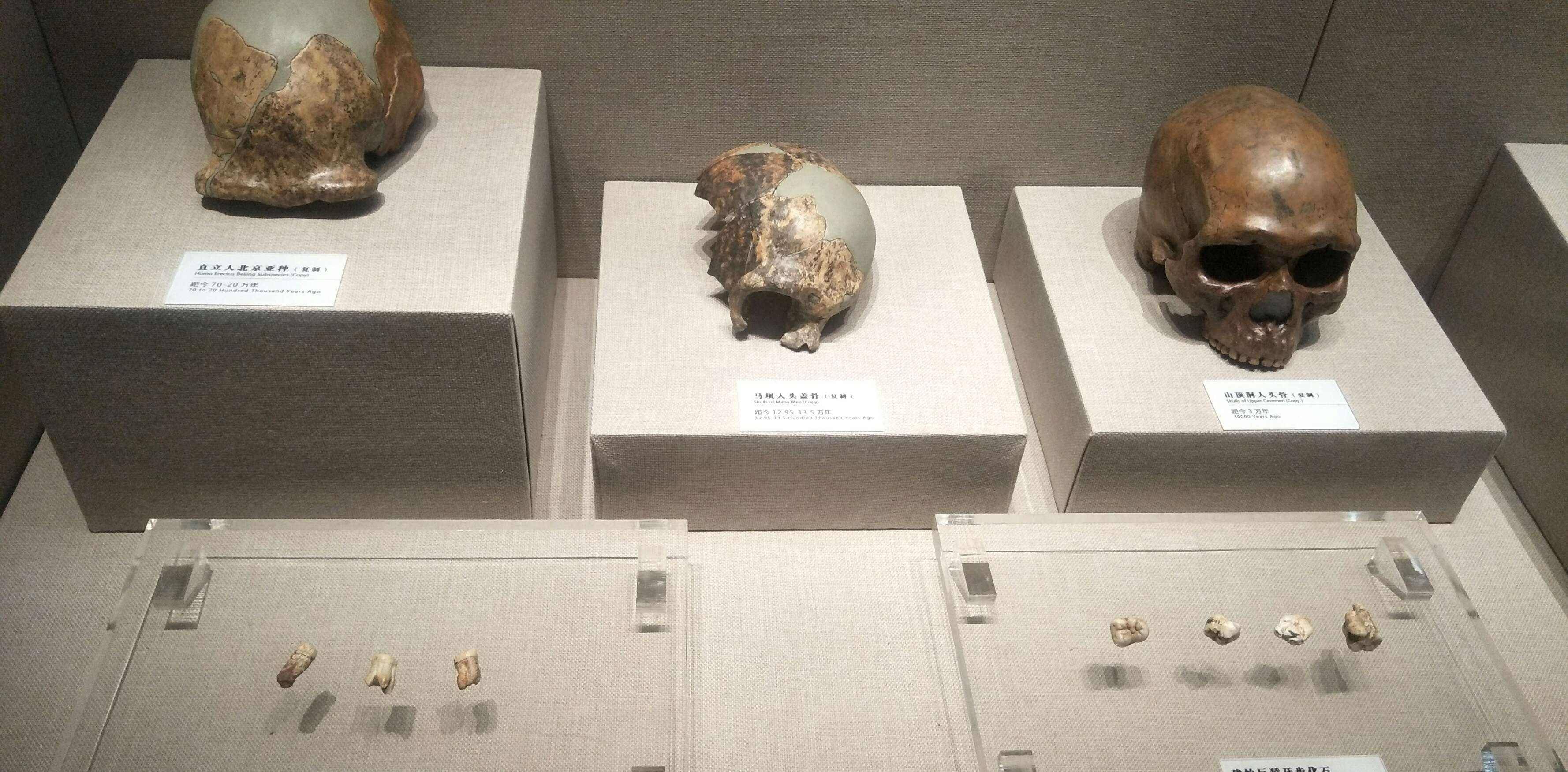 科考队们找到了这个化石点,自1968年至2002年,由著名古人类学家北京人