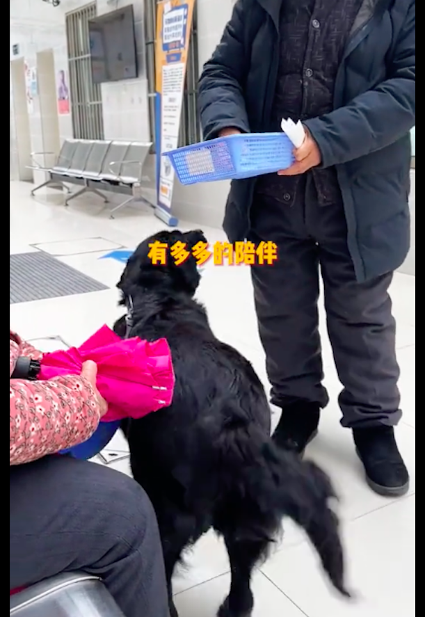 原创儿子将拉布拉多送给父母养他们把它当成亲孙子看待满满都是爱