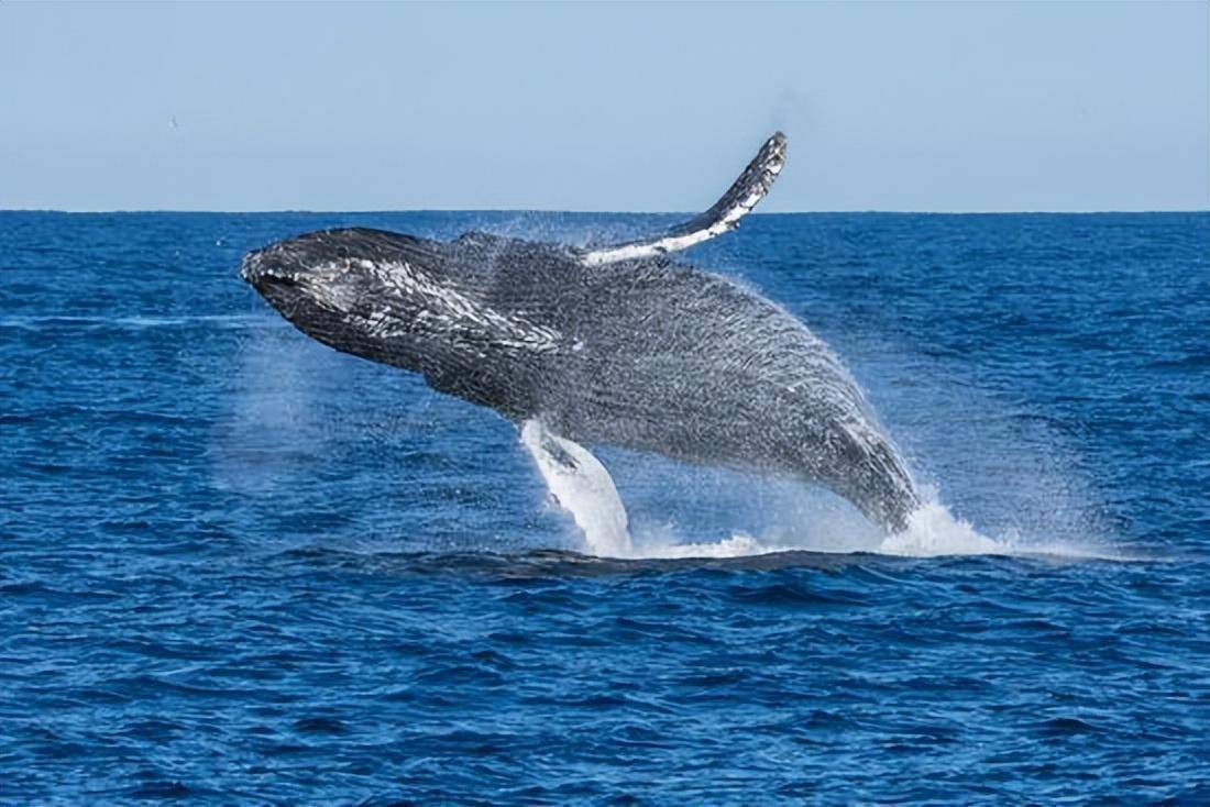 地球上最大的蓝鲸每次排出2吨粪便为何被称为海洋中的钻石