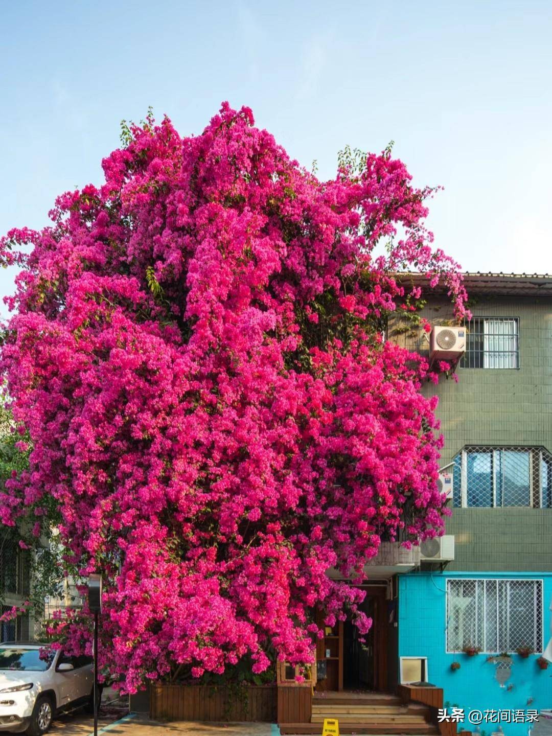 开满一墙的杜鹃花红红火火的太好看了