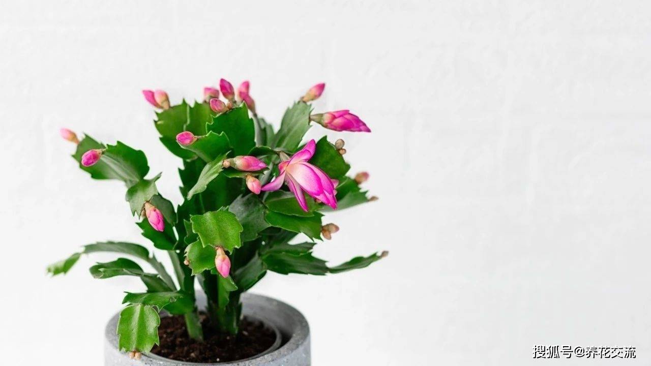 原创掌握下面这7个技巧家里的蟹爪兰会越来越多年年可以开花