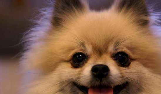 博美犬好养吗它吃什么咱们一起来了解下