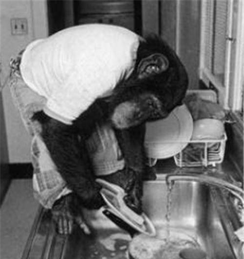 原创科学家发现一只会说话的黑猩猩行为像人它能否持续进化