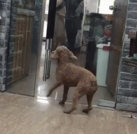 这一点,不管是对什么狗狗都是一样的,比如说之前有一只哈士奇就因为