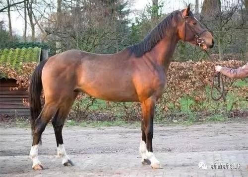 古老马村的神奇马文化