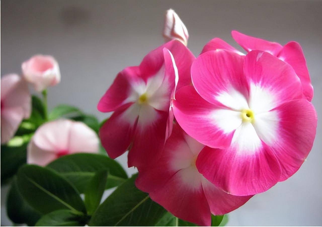 18种夏天好养的花_开花_生长习性_花色