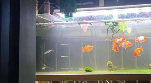 原创鱼缸水浑浊该如何改变老玩家来为您解答
