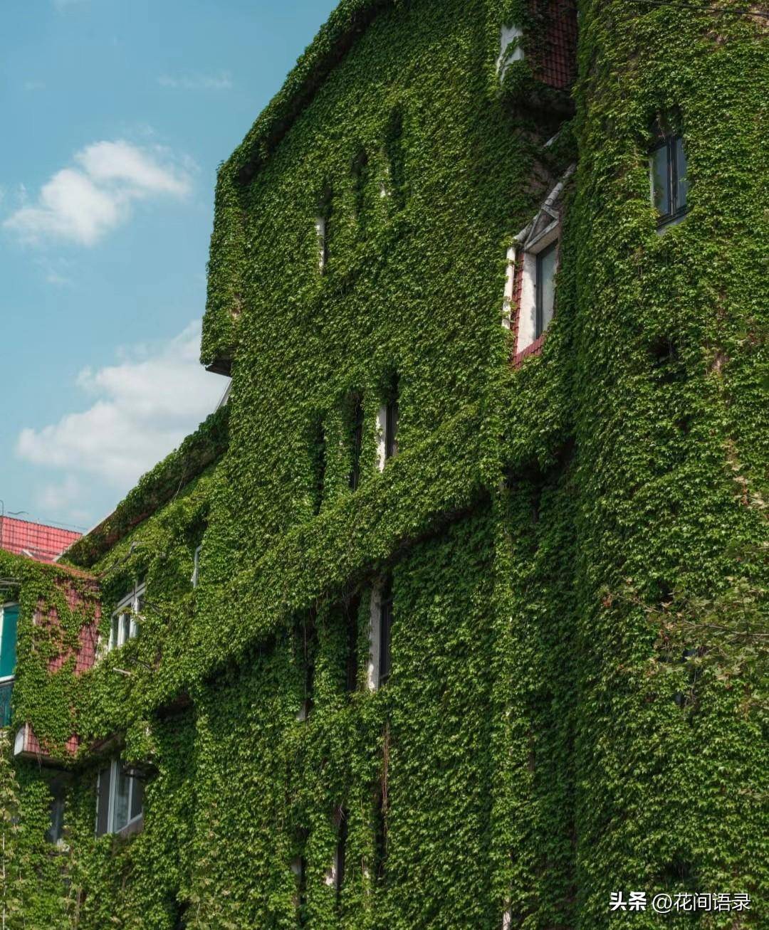 爬满整栋楼的爬山虎,太壮观了_http_html_www