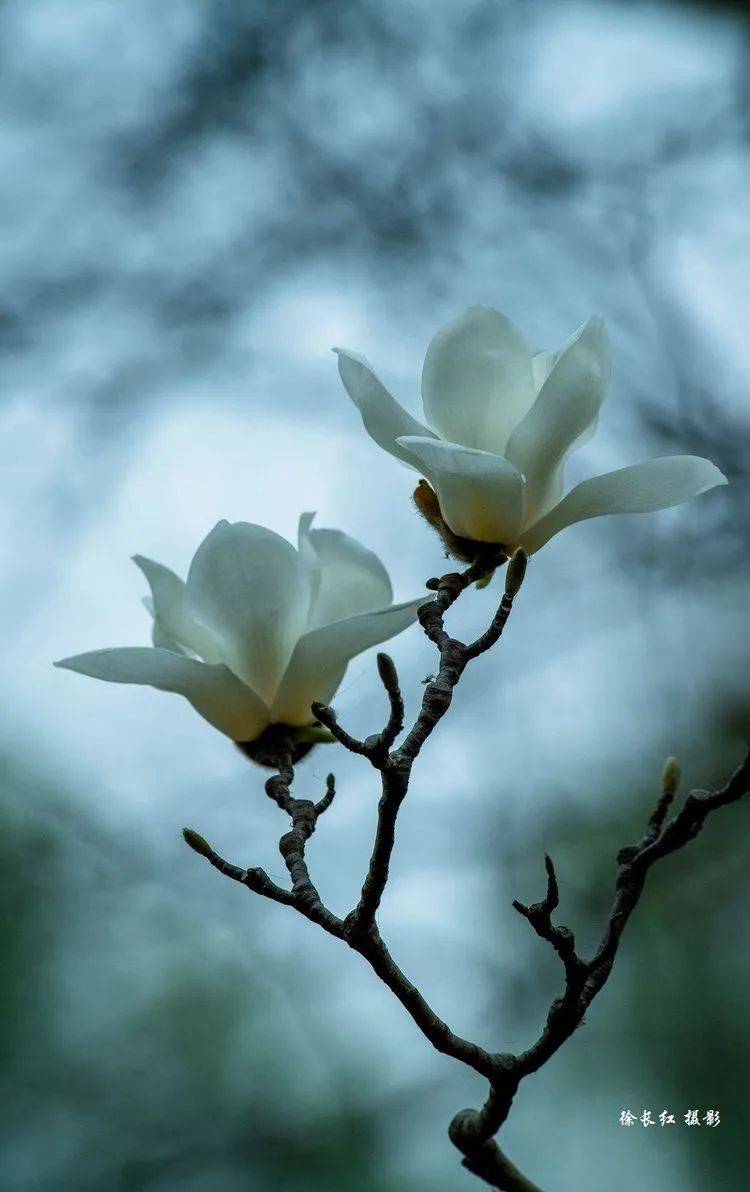 一群玉蝶花满树,十里春风输芳馨(玉兰花摄影)