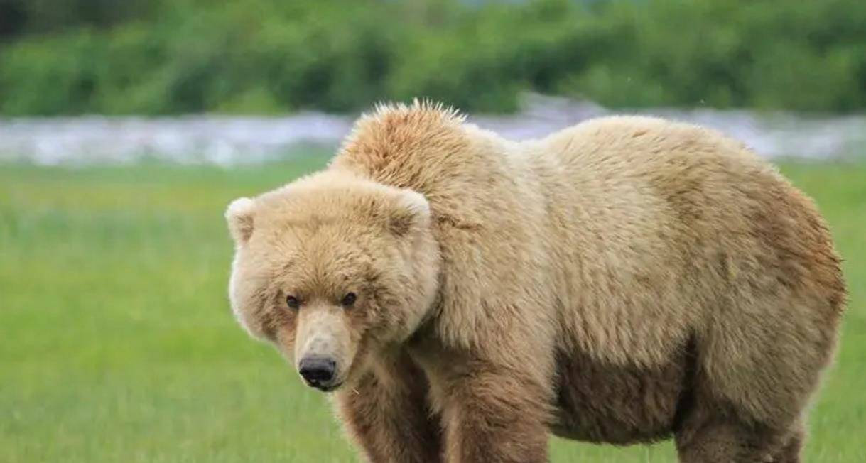 原创东北男子救下棕熊宝宝3年后女儿遭土匪头子欺凌棕熊前来相救