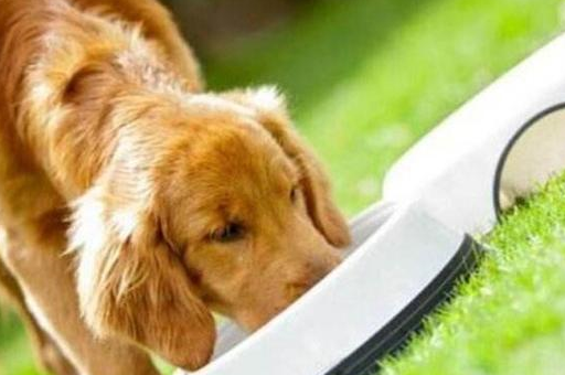 原创养狗铲屎官最害怕遇到什么事这6件事情你一件都逃不掉