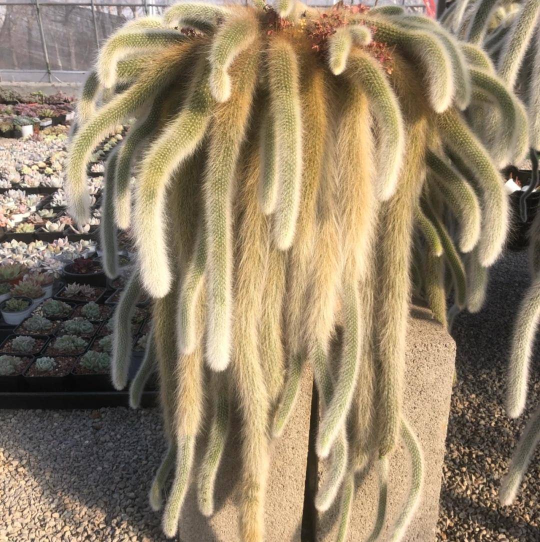 九尾狐多肉长得太奇怪了好奇什么样的人会掏钱买