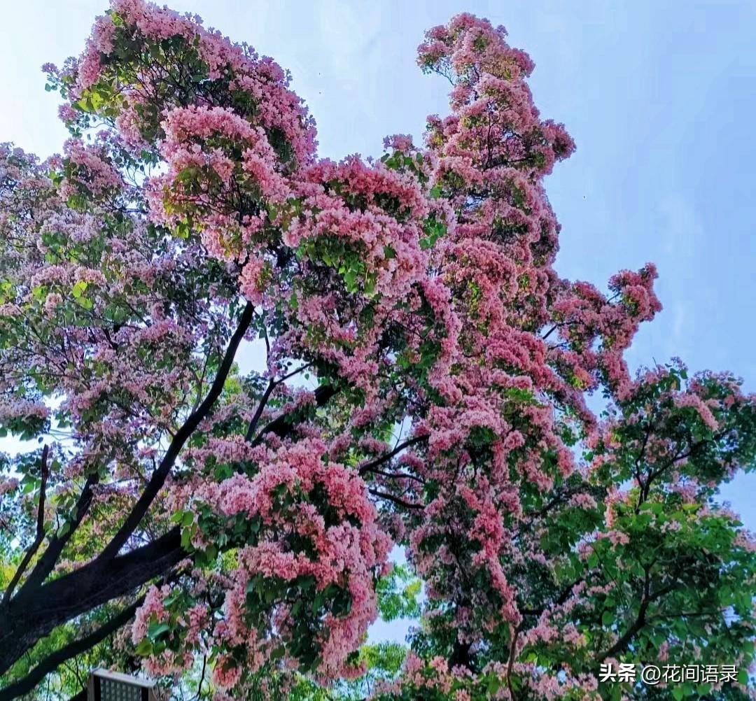 郑州马路边的楸树花仙气飘飘
