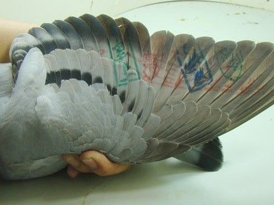 觉得鸽子的羽色不够亮怎么办