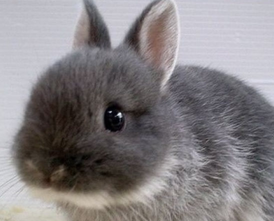 兔子和人不亲近怎么办?试试这两个小技巧_方式_时间_