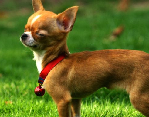 2,怎么才能知道吉娃娃幼犬是在何时便溺呢?