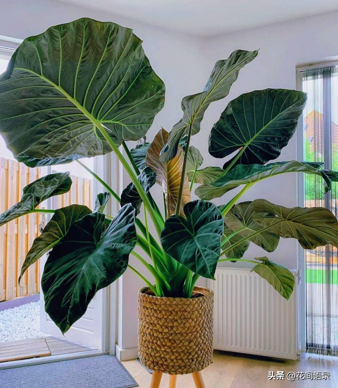 养在室内的大个绿植看着太高级了