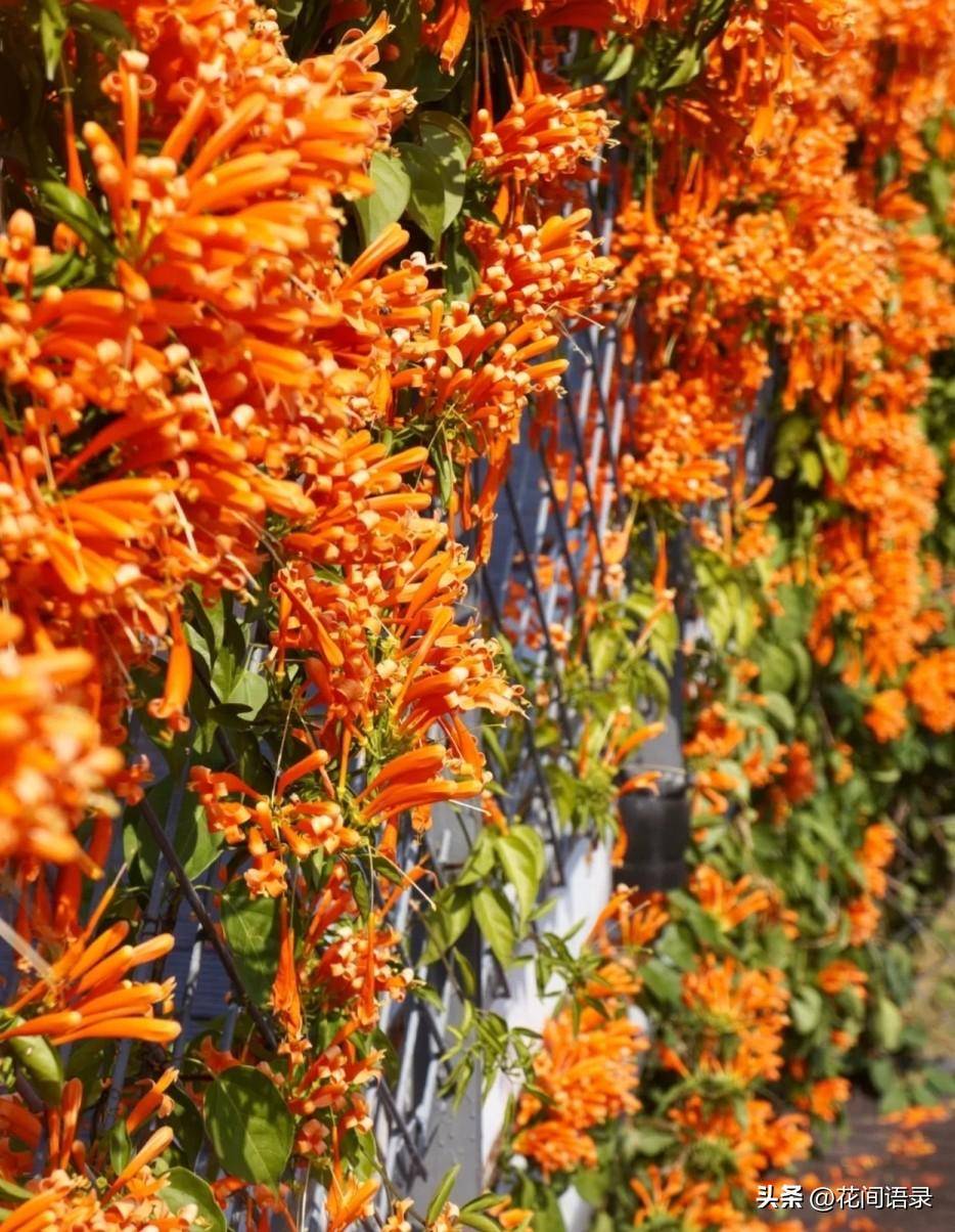 长满墙的炮仗花太壮观了,开成了火焰色的"花瀑布"___