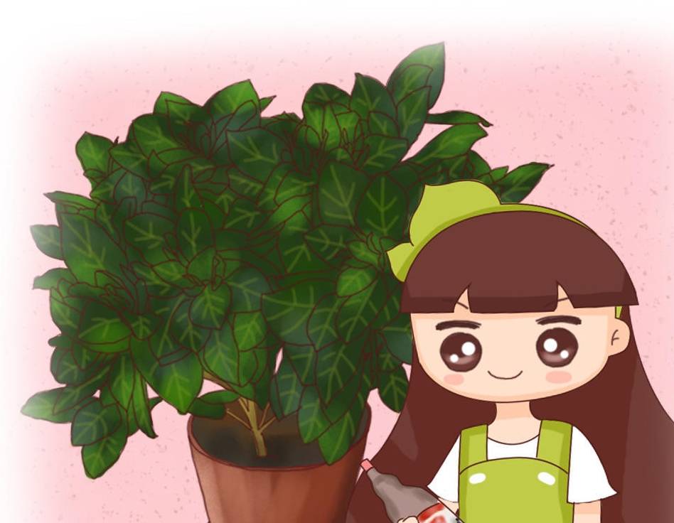 就是这么不一样叶子较起真来比花还好看