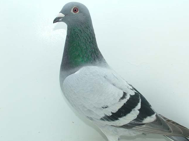 种鸽育种,善用过桥鸽好处很多_鸽子_杂交_后代