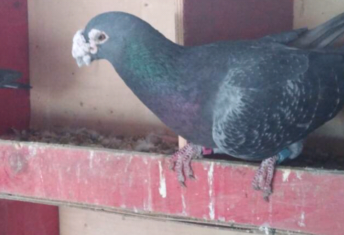 原创母亲居然是养鸽大师