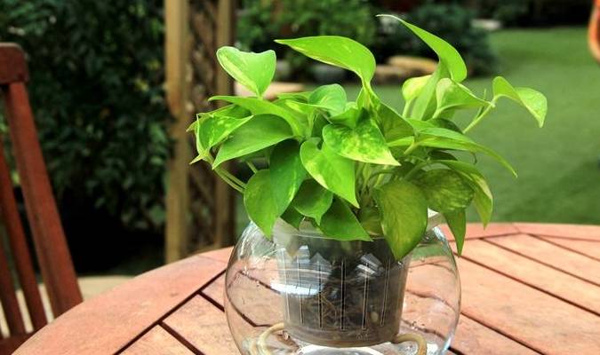 原创水培绿萝不生根是怎么回事