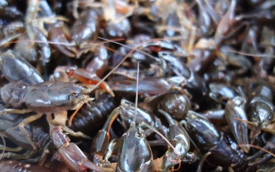 原创小伙街边卖天价龙虾1斤50路人嫌贵不愿买内行人花600全买走