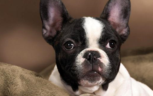 原创除了价格贵法斗还有这5大缺点看完你还想养吗