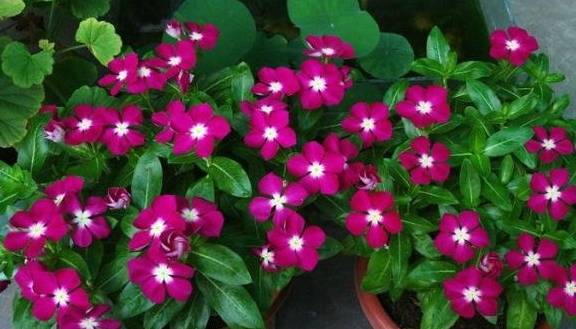 五色花这种花它特别喜欢充足的阳光照射,而且自己适应的能力也是特别