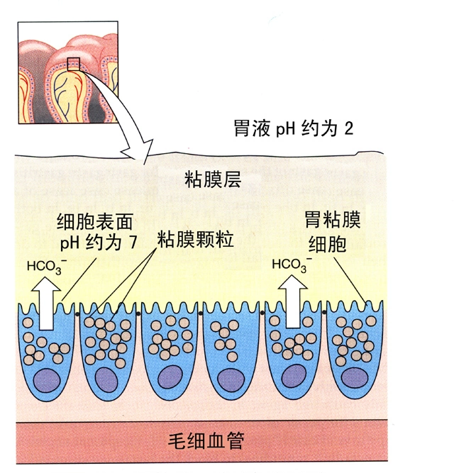 胃黏膜受损会有哪些表现?这几个症状很明显